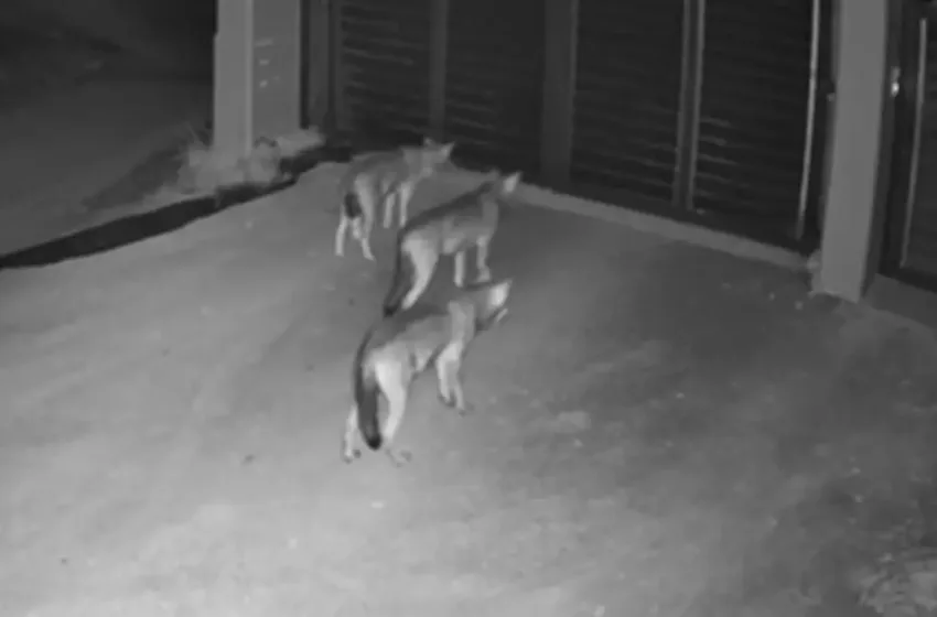  Λύκοι “κόβουν” βόλτες στο Πανόραμα