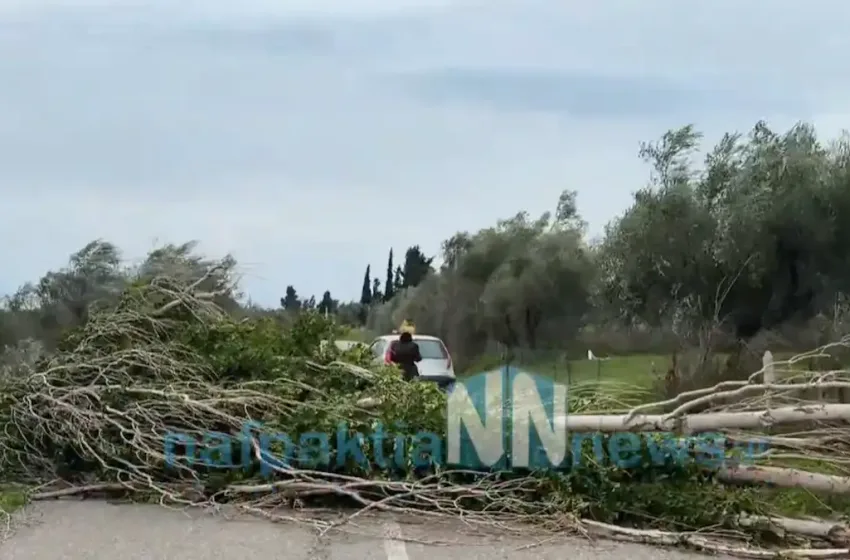  Κακοκαιρία στη Δυτική Ελλάδα: Ξεριζωμένα δέντρα και περιορισμοί στη Γέφυρα Ρίου – Αντιρίου