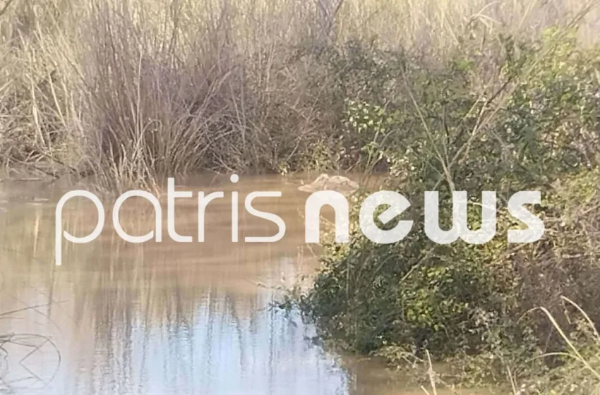  Ηλεία: Εισαγγελική παρέμβαση για τα δεκάδες νεκρά πρόβατα στον Αλφειό 