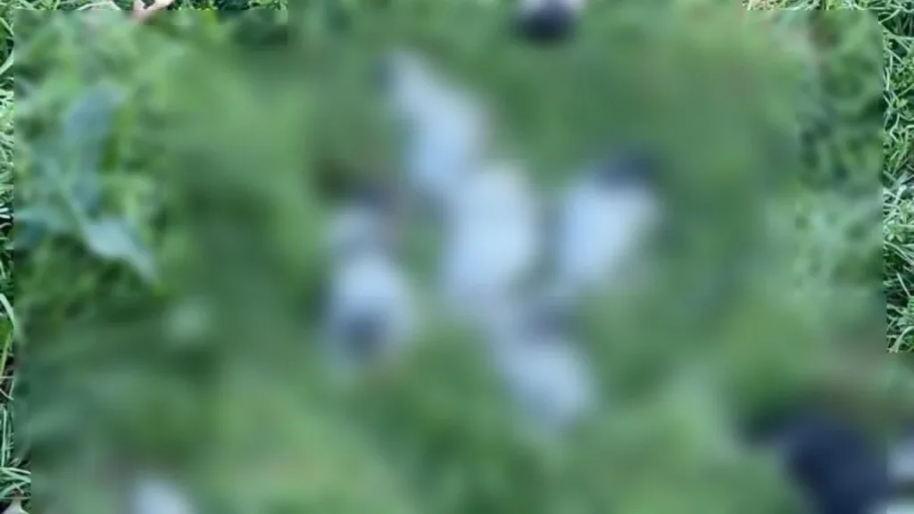 rethymno nekra koutavia