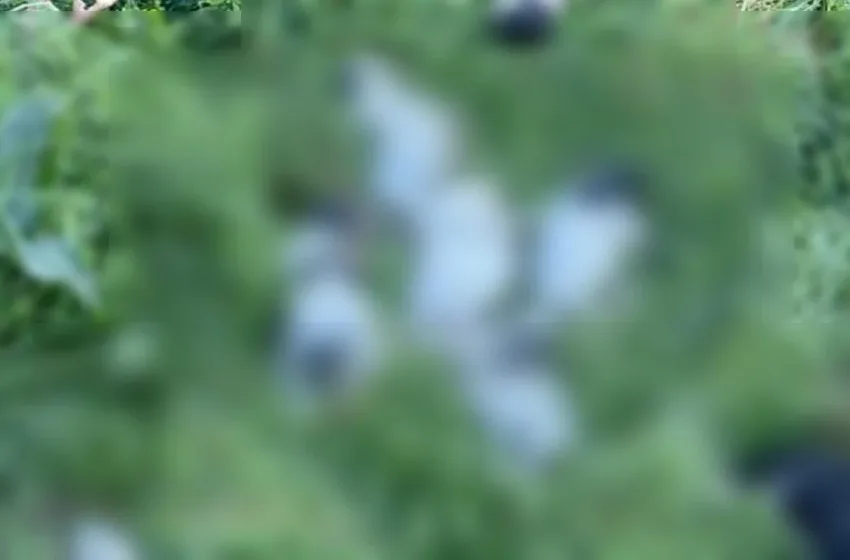  Φρίκη στο Ρέθυμνο: 17 κουτάβια βρέθηκαν νεκρά κάτω από γέφυρα 