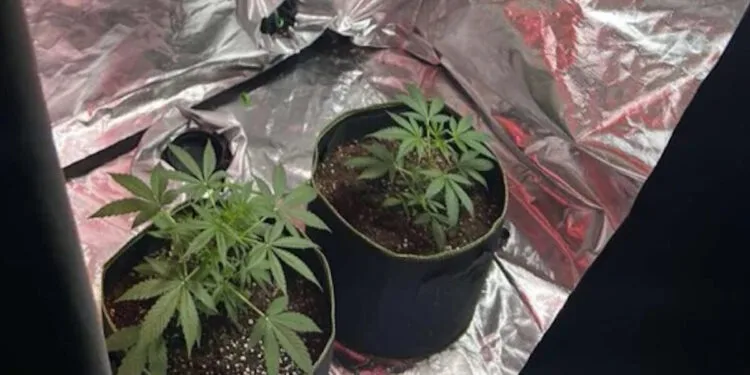  Σοκαριστικοί διάλογοι του κυκλώματος ναρκωτικών στη Ρόδο- Παρίσταναν τους αστυνομικούς