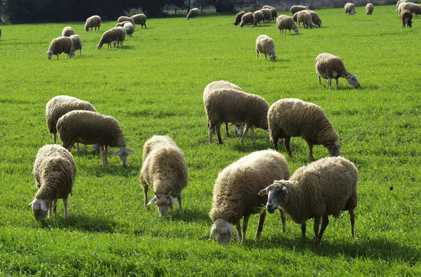  Λάρισα: Δύο συλλήψεις για παραβίαση μέτρων κατά της ευλογιάς των αιγοπροβάτων