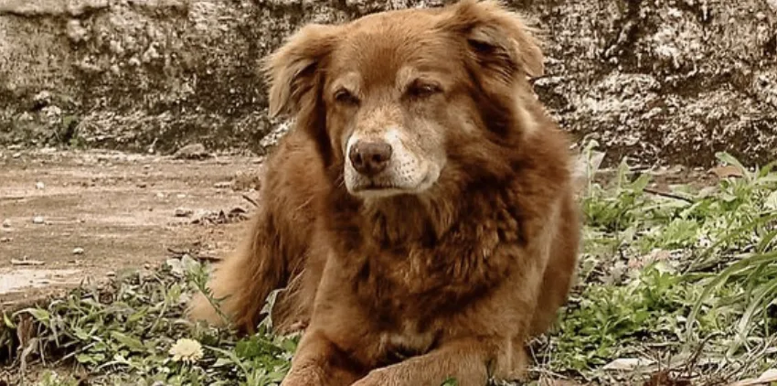  Bob Coveiro: Ο σκύλος που περίμενε δέκα χρόνια στο νεκροταφείο και άλλαξε την ιστορία των κατοικιδίων