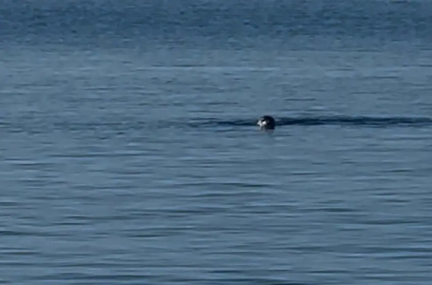  Φώκια κάνει βόλτες στο Λιμάνι της Τήνου