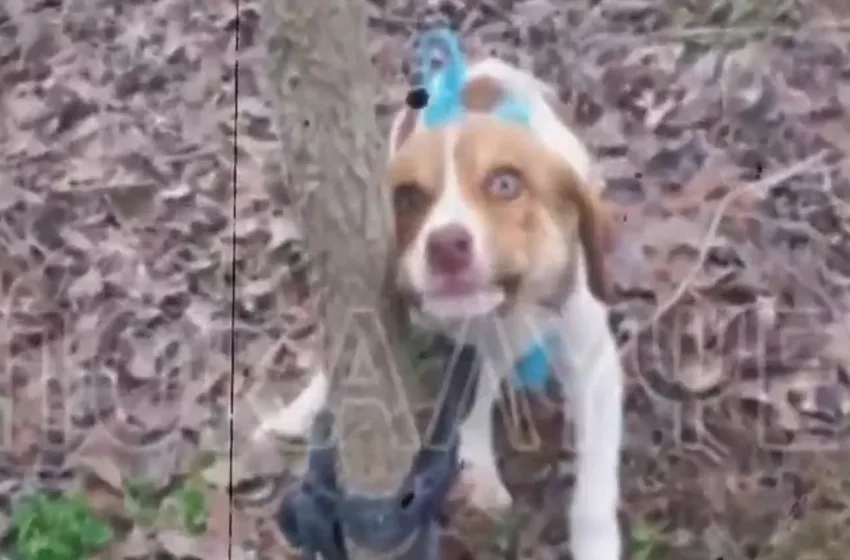  Η απόλυτη φρίκη στην Καρδίτσα: Βίασαν θηλύκο σκυλάκι 3 μηνών