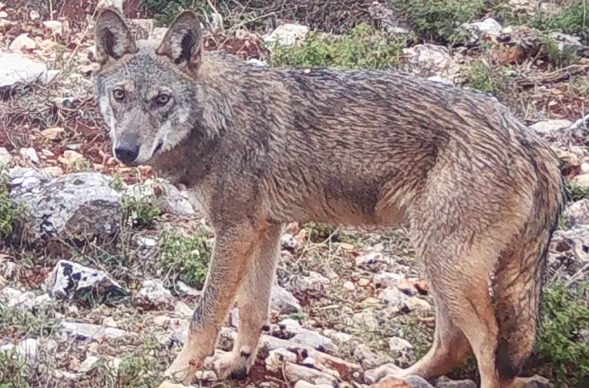  Επίθεση λύκου στο Τατόι – “Μου έσκισε τα ρούχα και με έγδαρε”-Οδηγίες του δήμου Αχαρνών
