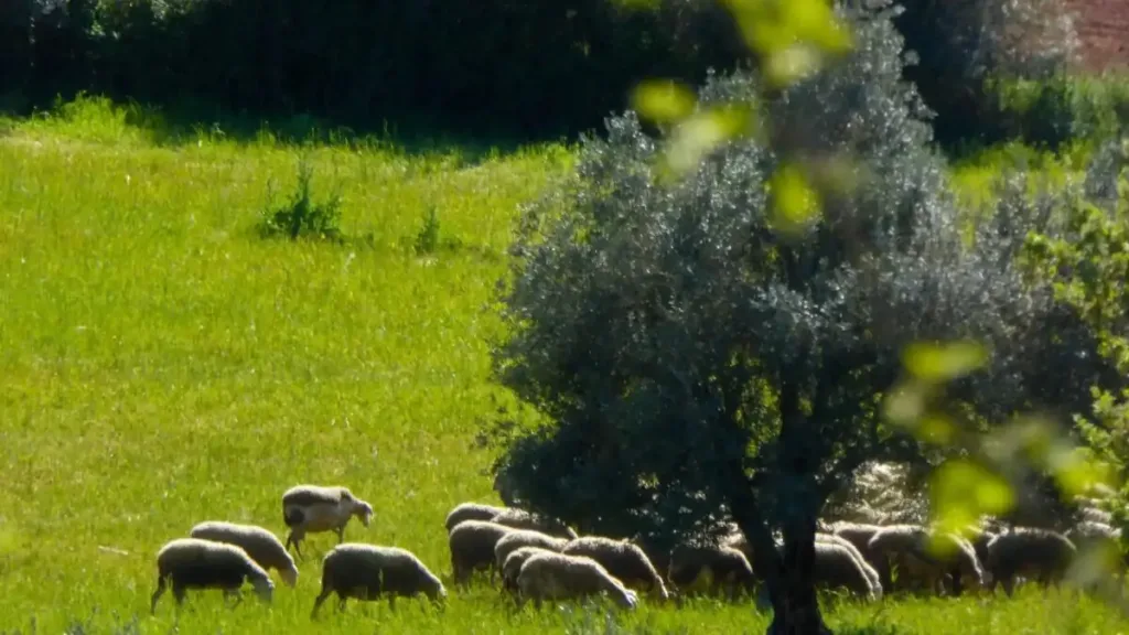 provata ktinotrofoi eurokinissi 1 1200x675 1