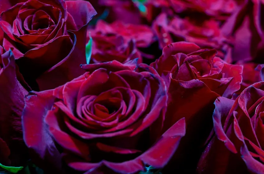  Αγίου Βαλεντίνου: Γιατί το κόκκινο τριαντάφυλλο κυριαρχεί