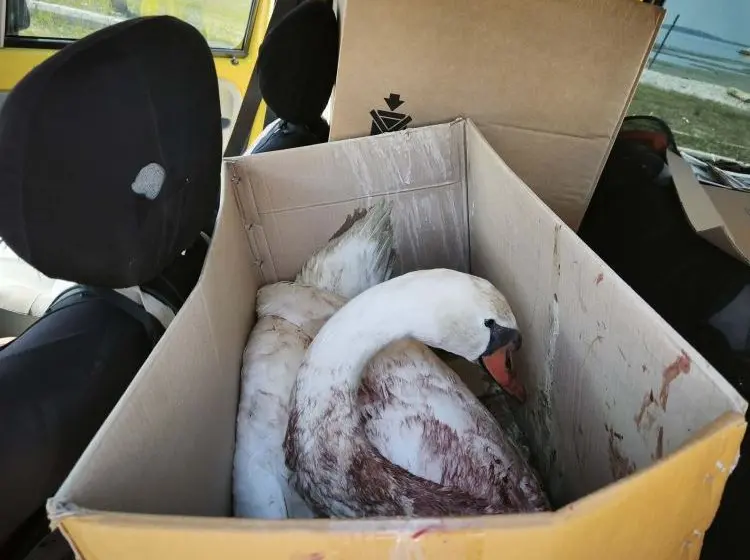  Πυροβόλησαν κύκνο στην Κορωνησία–Διασώθηκε και μεταφέρεται για περίθαλψη