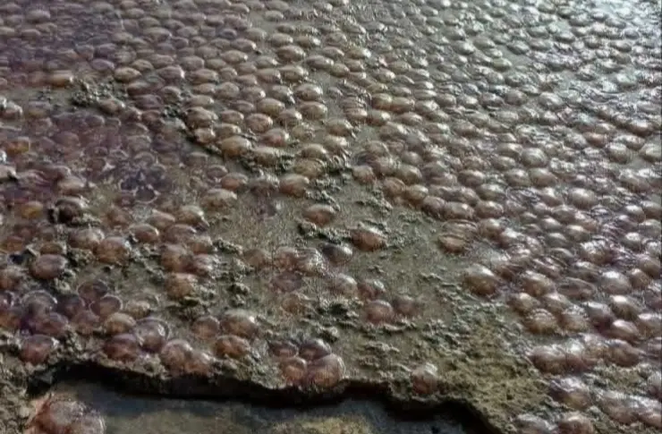  Εύβοια: Χιλιάδες μέδουσες ξεβράστηκαν σε παραλία των Πολιτικών