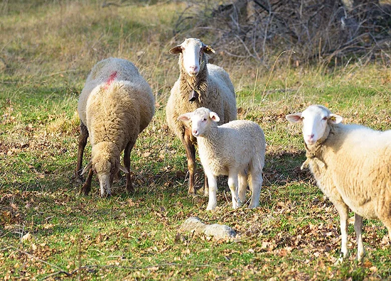  Ακόμα 16 κρούσματα αφθώδους πυρετού εντοπίστηκαν στη Λέσβο