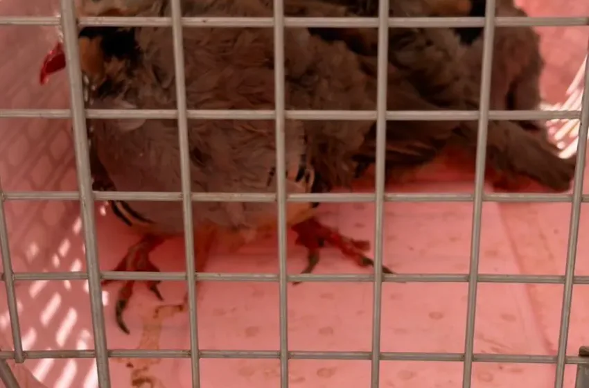  Ποιος είναι ο CEO με τη… φάρμα στον 16ο όροφο πολυκατοικίας-Στο ίδιο κτίριο στεγάζεται ο ΕΦΕΤ