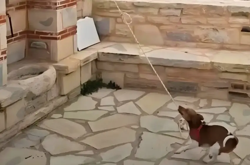  Viral ο σκύλος που χτυπά την καμπάνα στην Κρήτη