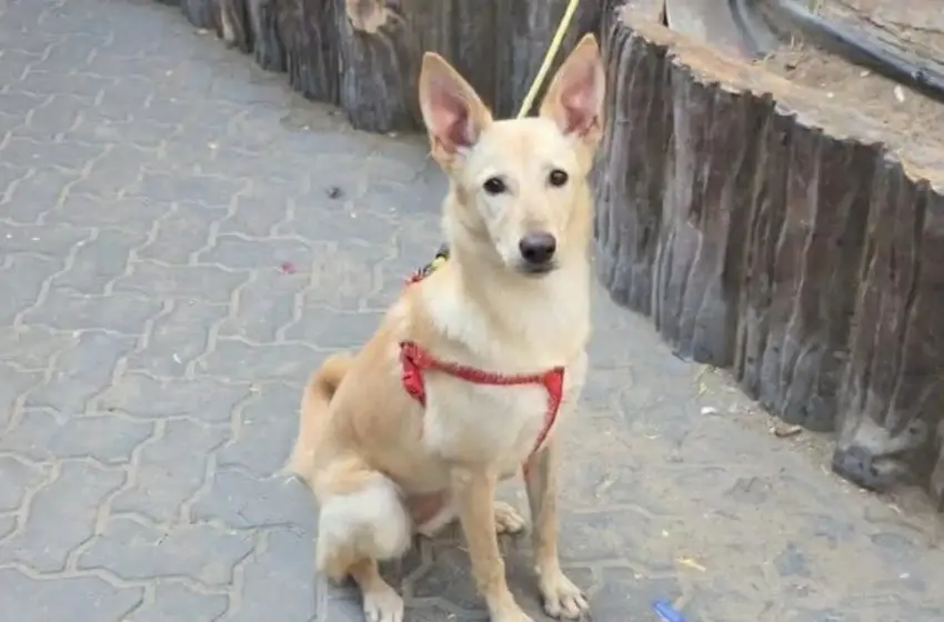  Ντουμπάι: Η σιωπηλή τραγωδία πίσω από τη φυγή του πολέμου- Χιλιάδες ζώα εγκαταλείπονται