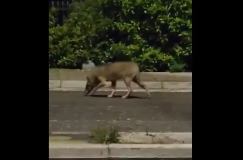  Θρακομακεδόνες: Λύκος βολτάρει ανάμεσα στα σπίτια- Τρομοκρατημένοι οι κάτοικοι(vid)
