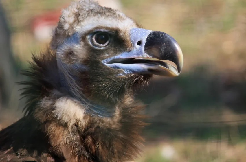  Έβρος: Μέτρα για την προστασία του μαυρόγυπα μετά τη μαζική δηλητηρίαση