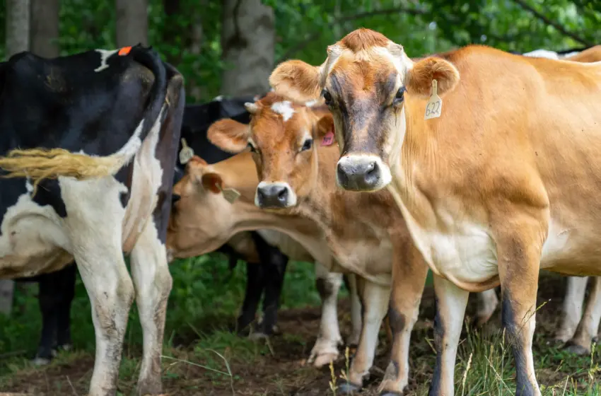  Μυτιλήνη: Δεύτερο κρούσμα αφθώδους πυρετού σε κτηνοτροφική μονάδα-Θα θανατωθούν 265 ζώα