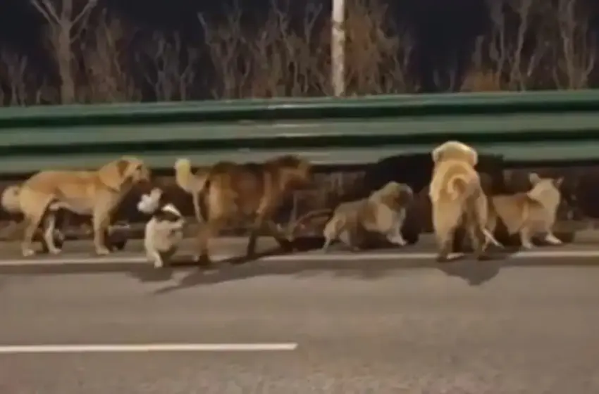  Viral το βίντεο με τα εφτά σκυλιά που απέδρασαν πριν από την σφαγή τους στην Κίνα