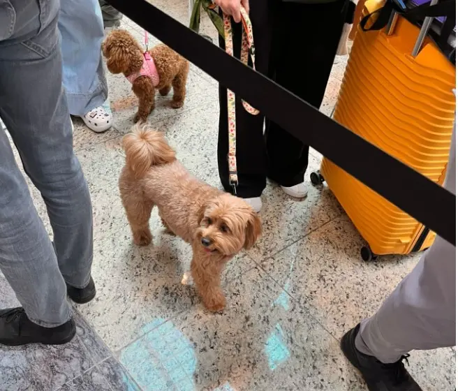  Στην Αθήνα οι Έλληνες με τα ζωάκια τους από το Άμπου Ντάμπι- Συγκινητικές στιγμές στο Βενιζέλος