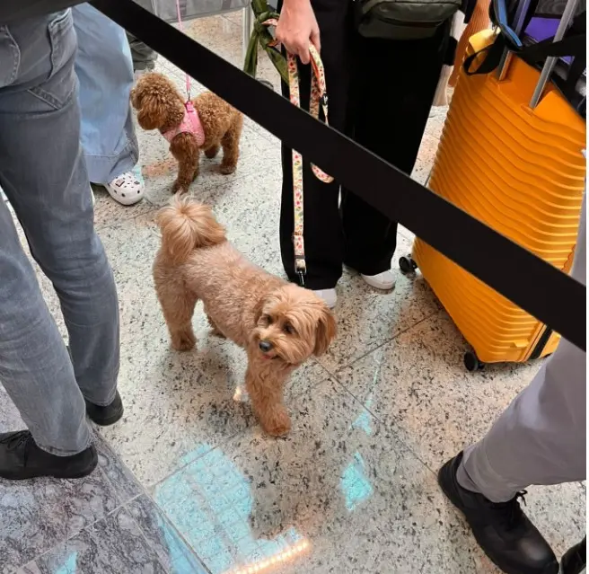 zvakia epanapatrismos