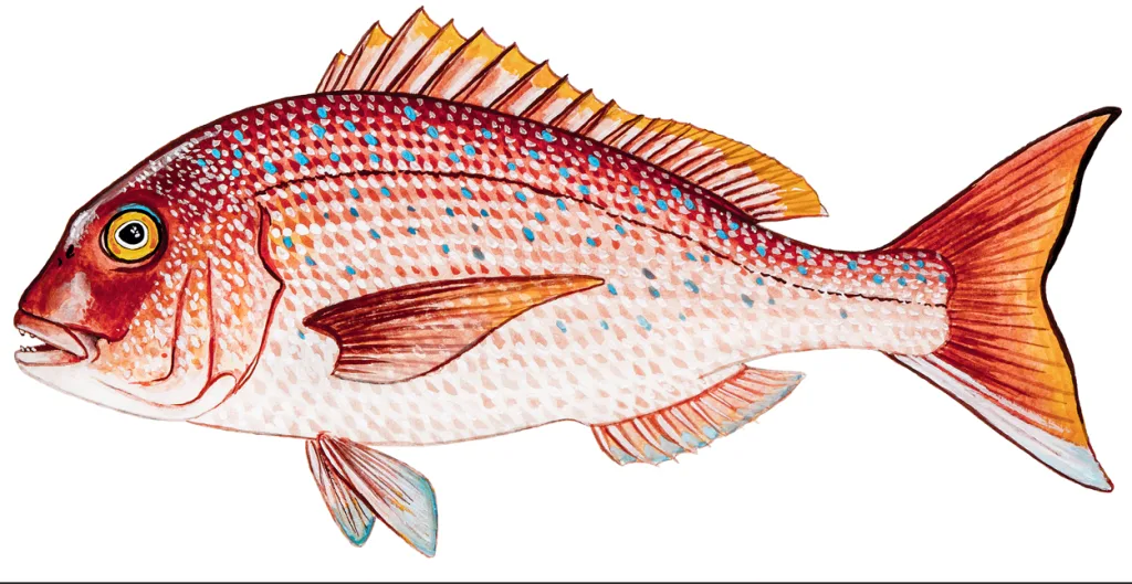 Φαγκρί βραχύπτερο