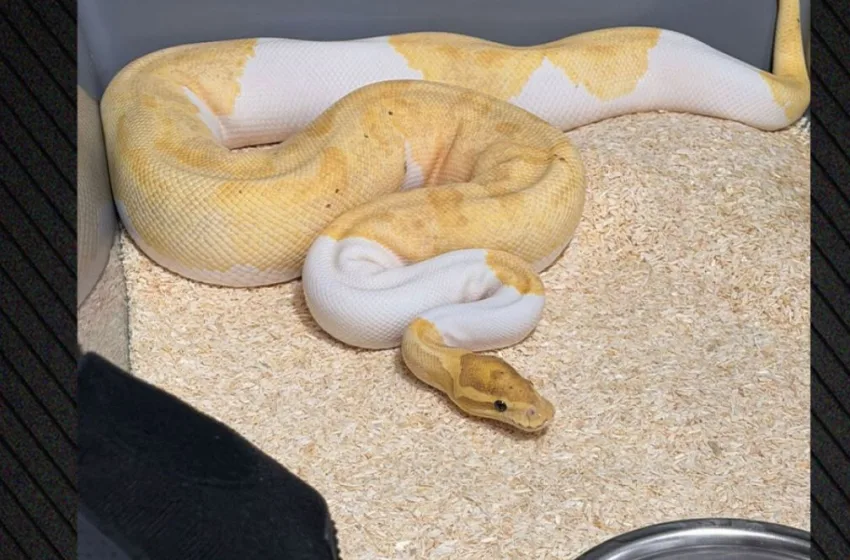  Πολωνία: 148 βασιλικοί πύθωνες βρέθηκαν σε διαμέρισμα