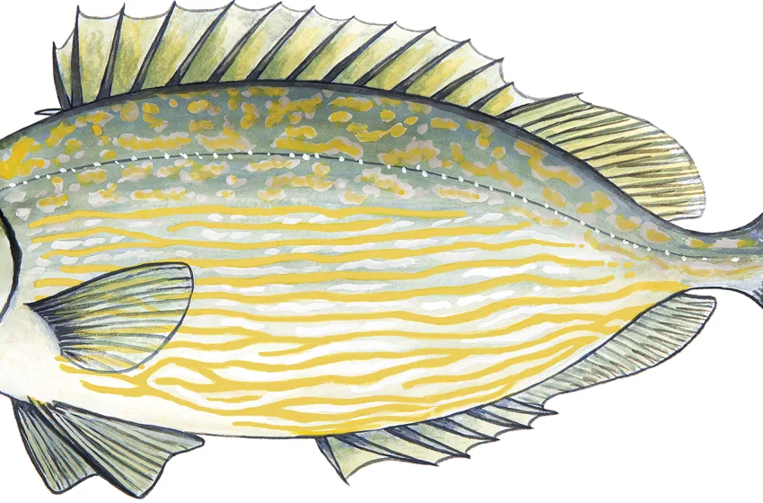  “Μην τσιμπάς, διάλεξε σωστά!” – Ο ανανεωμένος οδηγός FishGuide του WWF Ελλάς θα σου μάθει ότι πρέπει να ξέρεις για την κατανάλωση ψαριών