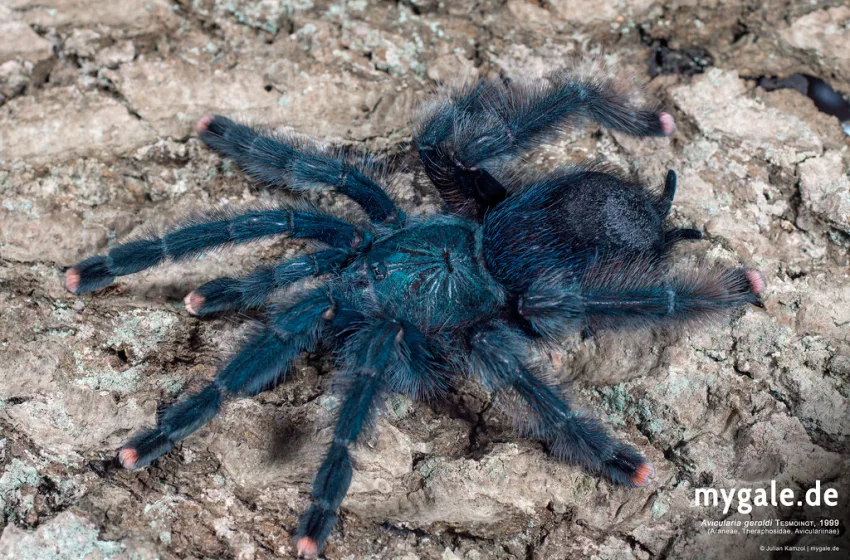  Γερμανία: Γυναίκα ξέχασε σε τρένο πακέτο με 20 βραζιλιάνικες ταραντούλες