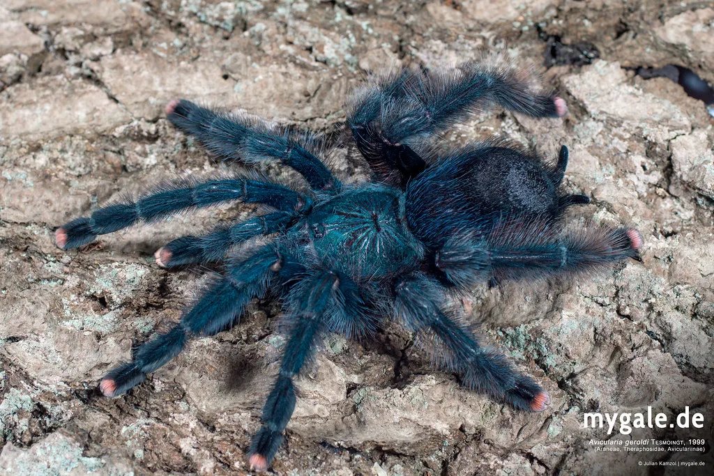 28737605090 b62057c94e b