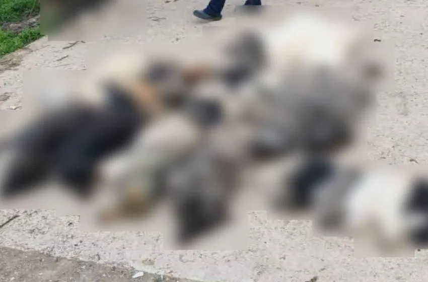  Χαλκιδική: Κτηνωδία με μαζική δηλητηρίαση 21 σκύλων