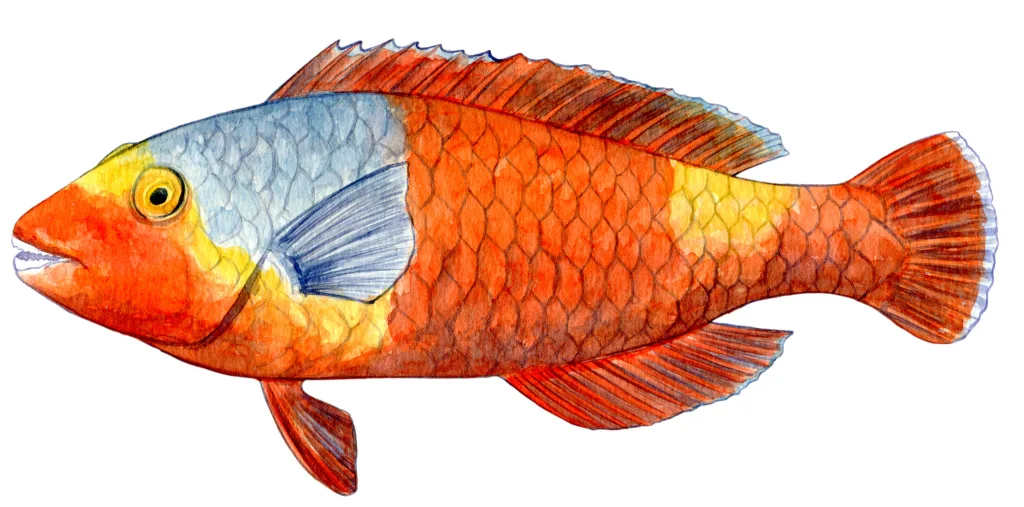 900044 sparisoma cretense hg σκάρος 1