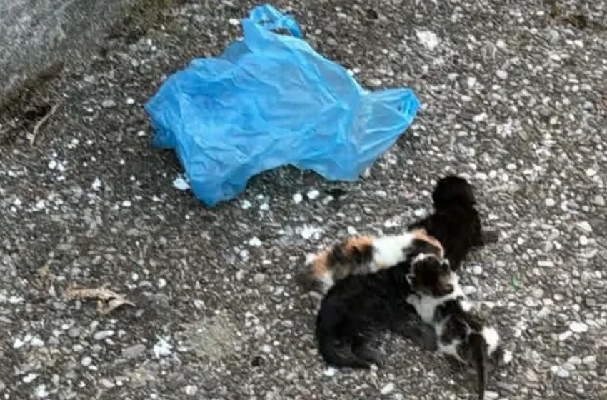  Αγρίνιο: Τέσσερα γατάκια βρέθηκαν μέσα σε πλαστική σακούλα- Συνελήφθη άνδρας