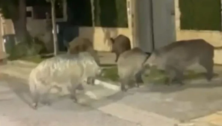 agriogourouna 740x420 1