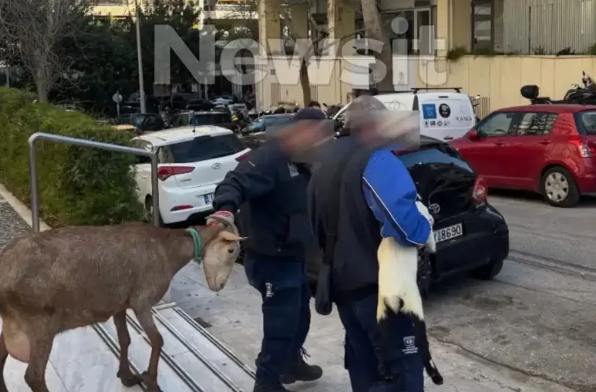  Οι Αρχές απομάκρυναν κατσίκες, κότες και πάπιες από την ταράτσα στους Αμπελόκηπους, (vid)