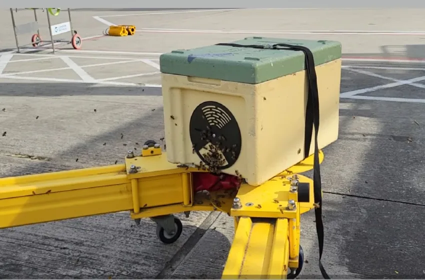  Λονδίνο: Σμήνος μελισσών έκλεισε για 6 ώρες πύλη του αεροδρομίου Gatwick