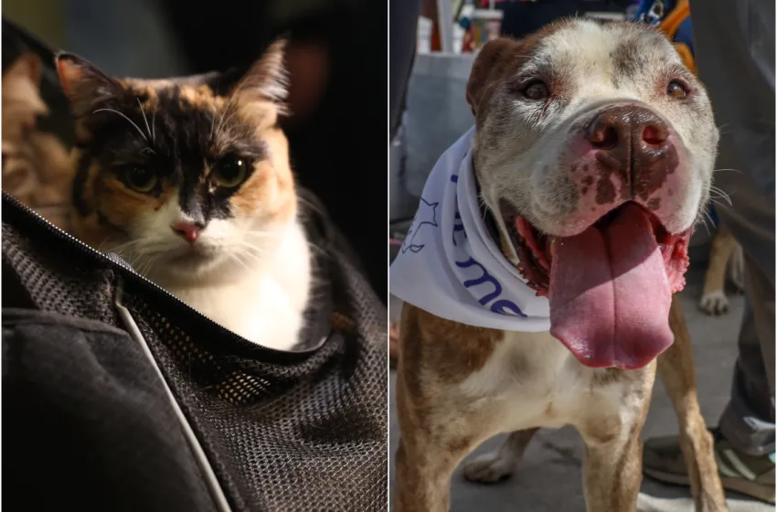  Κατοικίδια στην Ελλάδα: Μια βαθιά κοινωνική μεταβολή με πολιτικές προεκτάσεις συντελείται τα τελευταία 15 χρόνια