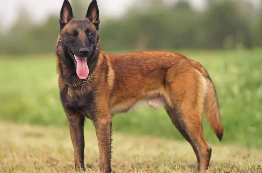  Κρήτη: Στο νοσοκομείο 12χρονος μετά από άγρια επίθεση σκύλου