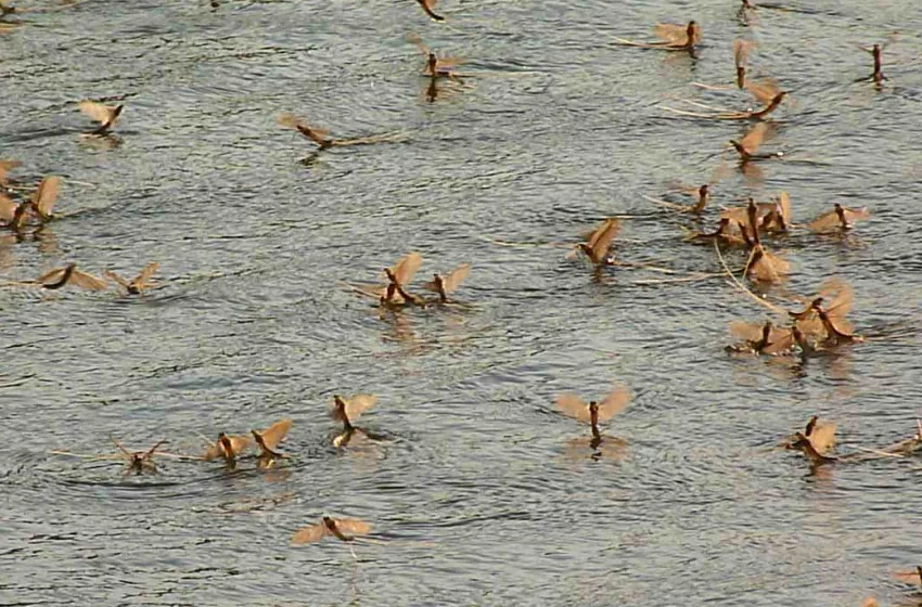  Ζουν μια μέρα είναι πιο παλιά από τον δεινόσαυρο- Οι επιστήμονες αποκαλύπτουν το μυστικό του πανάρχαιου χορού του εφημερόπτερου