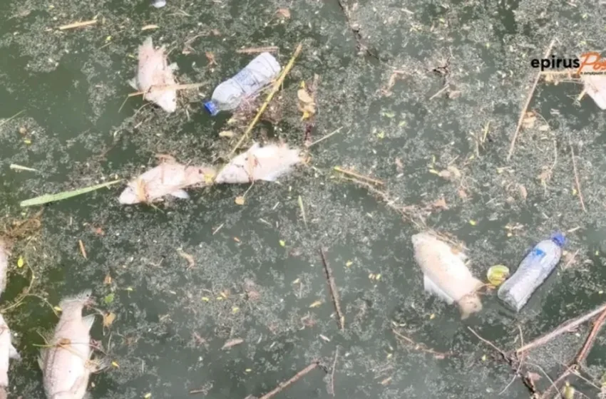  Νεκρά ψάρια: Τι απαντά ο δήμος Ιωαννιτών