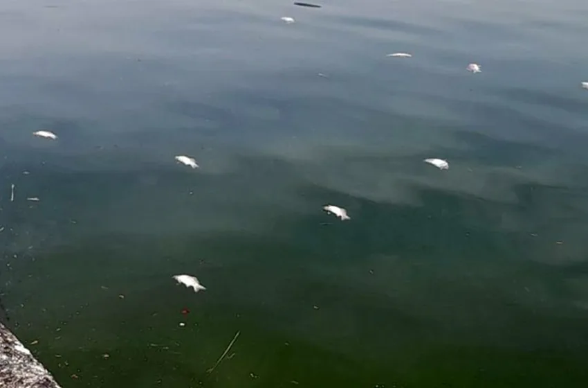  Παμβώτιδα: Ανησυχία για τα νεκρά ψάρια 