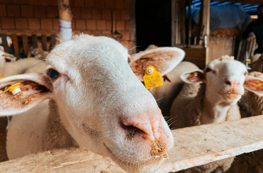  Λέσβος: 43 κρούσματα αφθώδους πυρετού σε 54 εκτροφές