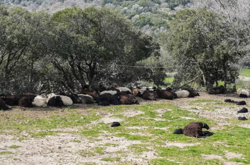  Κοζάνη: Συναγερμός για νεκρά πρόβατα