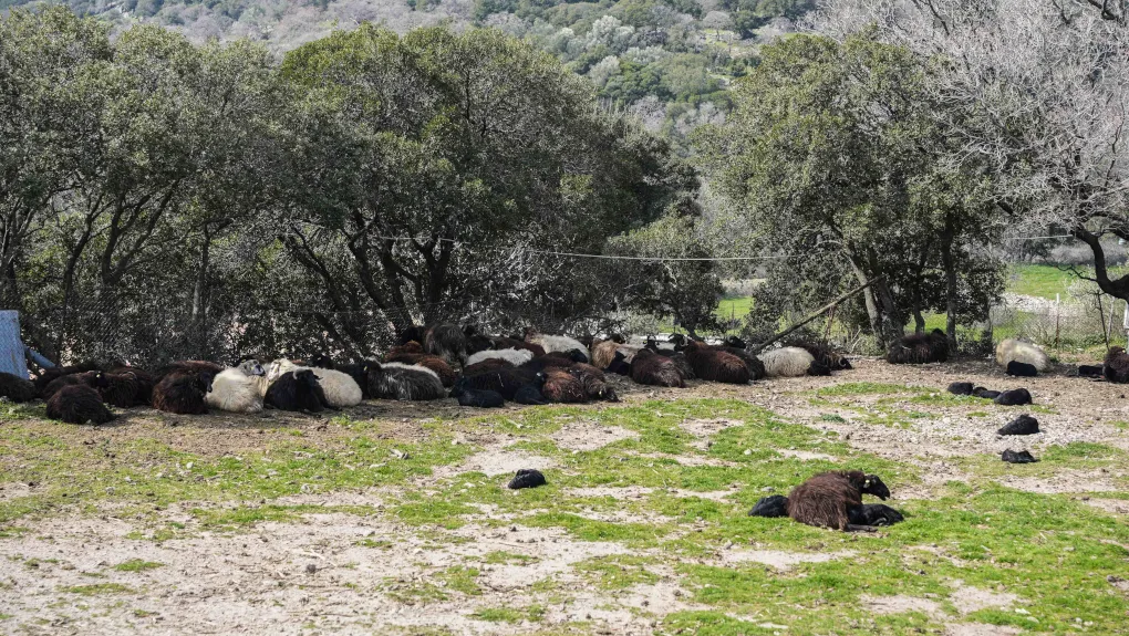 provata lesvos 1020.jpg