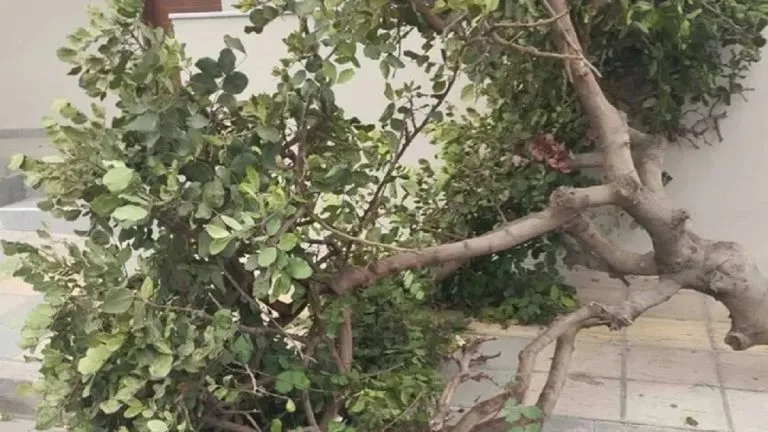 ptosi dentrou oulof palme 1 768x432 1