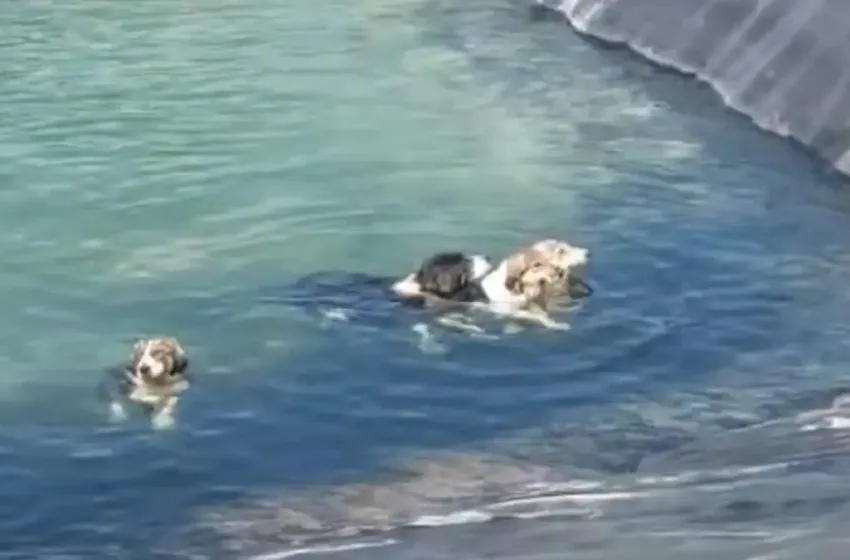  Κατερίνη: Σκυλάκια έπεσαν σε ταμιευτήρα νερού- Τα έσωσαν υπάλληλοι του δήμου (vid)