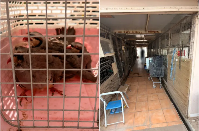 taratsa zoa 850x560 1