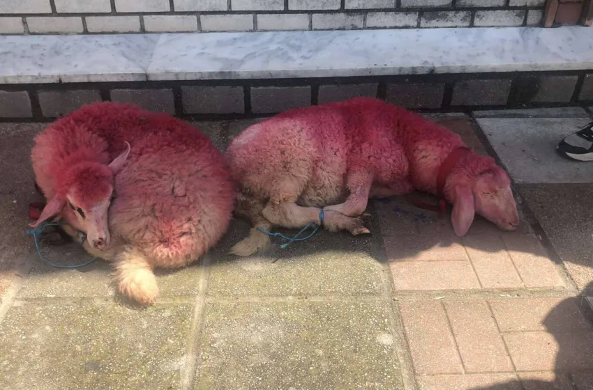  Θεσσαλονίκη: Έδεσαν αρνάκια και τα έβαψαν κόκκινα έξω από εκκλησία