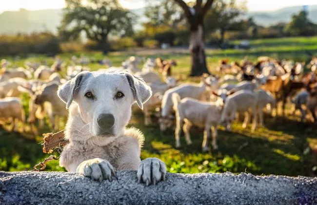 vet med safety day 2025