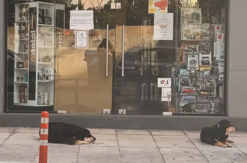  Χανιά: Δυο σκυλιά περιμένουν έξω από  κατάστημα την ιδιοκτήτρια που έχει πεθάνει